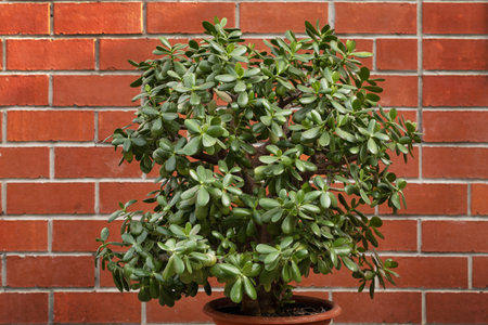 a huge crassula flower in a pot against the background of a brick wallの写真素材