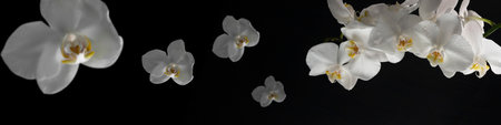 horizontal banner 4x1 with white orchid flowers with water droplets on a black background close-upの写真素材