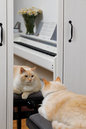 A fat serious cat looks at himself as a mirror and looks for inspiration.の写真素材