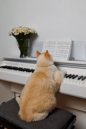 Fat beautiful red cat reading sheet music for pianoの写真素材