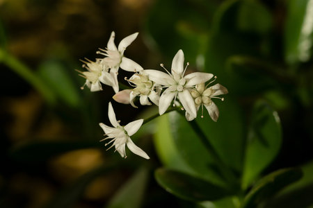 lushly blooming crassula in the room by the window