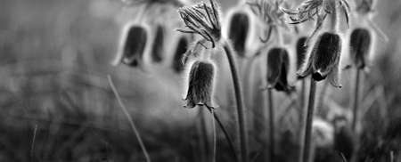 Black and white pulsatilla flower backgroundの写真素材