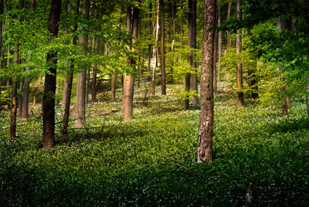 Wild garlic forestの写真素材