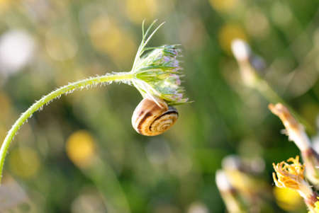 Natural background with snailの写真素材