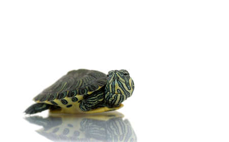 Painted turtleの写真素材