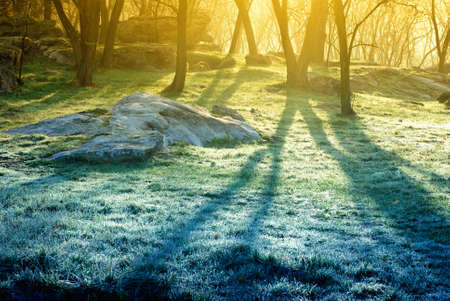 Lights of the morning forestの写真素材