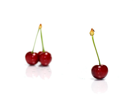 Cherries isolated on whiteの写真素材
