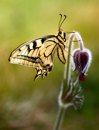 Swallowtail on a flower