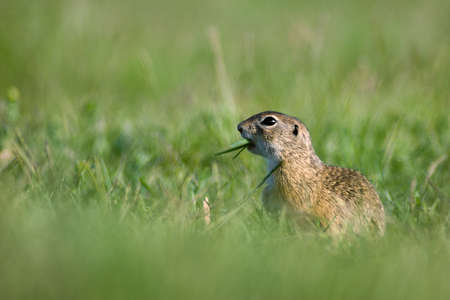 Gopher in the grassの写真素材