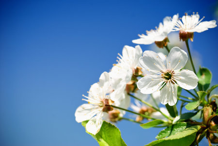 Cherry blossom before blue sky
