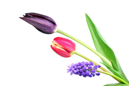 Spring flowers isolated on white backgroundの写真素材