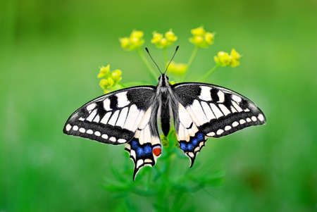 Eastern Tiger Swallowtailの写真素材