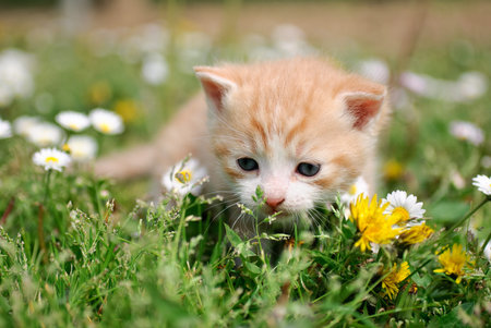Young cat between flowersの写真素材