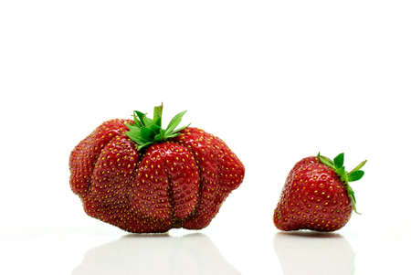 Bizarre strawberries isolated on white backgroundの写真素材