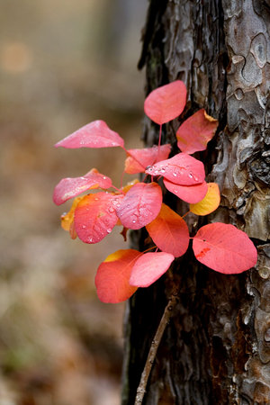 Colorful leaves with water drops
