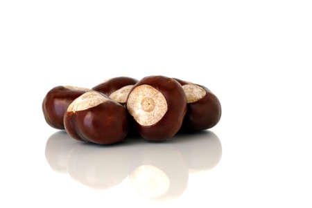Chestnut before white backgroundの写真素材