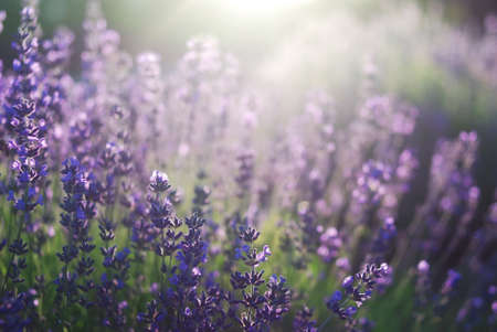 Beautiful detail of a lavender fieldの写真素材