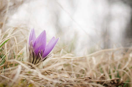 Beautiful flower on the meadowの写真素材