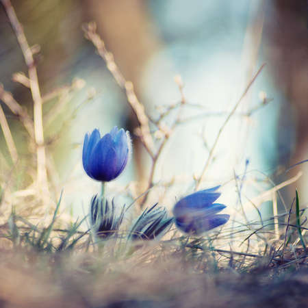 Flowerartの写真素材