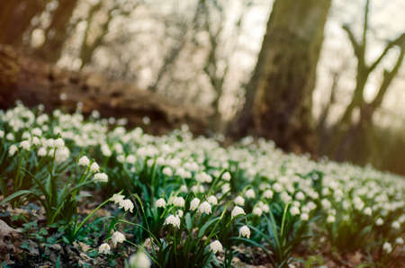 Spring snowflake flowersの写真素材