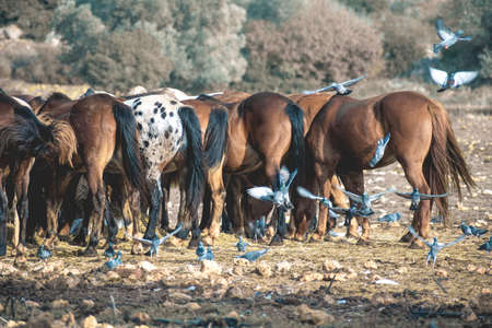 photo from behind of flock of horses standing in a line in the meadow with flying pigeonの写真素材