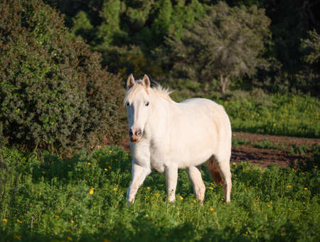 whit horse walking in a green meadowの写真素材