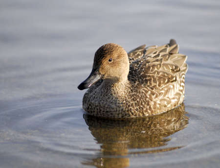 Brown Duck waddling on a lakeの写真素材