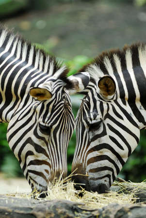 A pair of zebras grazing on grass and hayの写真素材