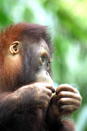 An Endangered Orang Utan in the Singapore Zoological gardensの写真素材