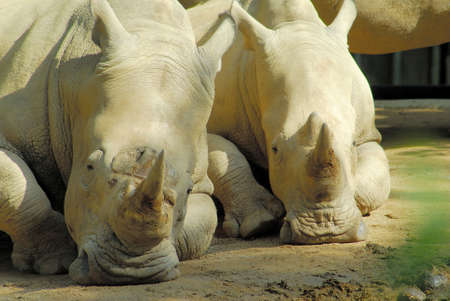 A Pair of Rhinoceros lying in the sun in the Singapore Zoological Gardensの写真素材
