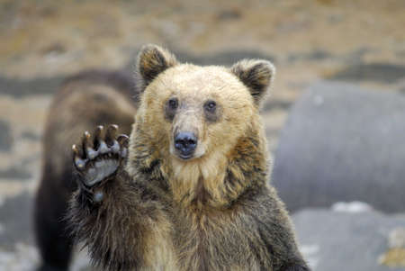 Brown bearの写真素材