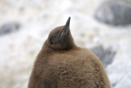 Brown chick of the King Penguin.  The King Penguin (Aptenodytes patagonicus) is the second largest species of penguin at about 90 cm (3 ft) tall and weighing 11 to 16 kg (24 to 35 lb)の写真素材