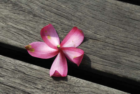 Pink Flower on wooden plankの写真素材