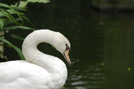 Close up of a swan on a lakeの写真素材