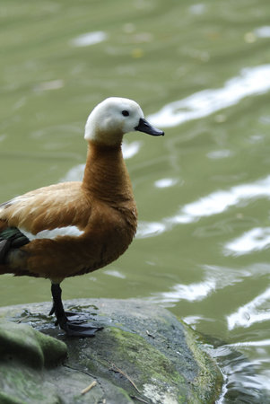Water Fowl standing by the lake