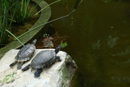 A pair of terrapins resting on a rock, basking in the sunlight by the pond