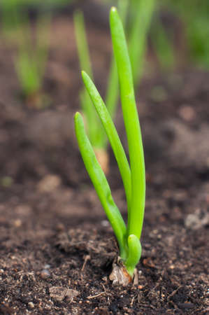 Onion sprouts in early spring at the kitchen garden. の写真素材