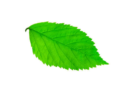 Close-up of green leaf.の写真素材