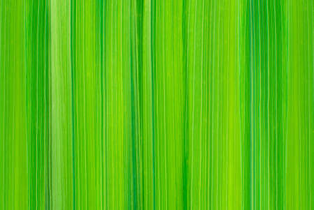 Natural background of green grass.の写真素材