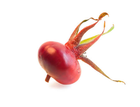 Ripe fruit of the wild rose isolated on white.の写真素材