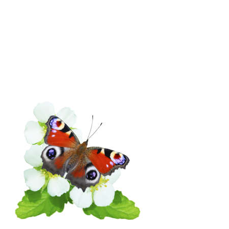 Beautiful butterfly on white flowers, isolated on white.の写真素材