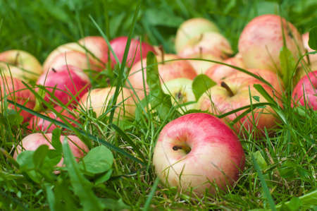 Beautiful ripe apples lying on green grass.の写真素材