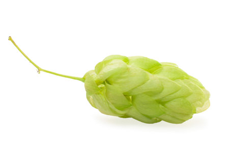 hops plant, isolated on white.の写真素材