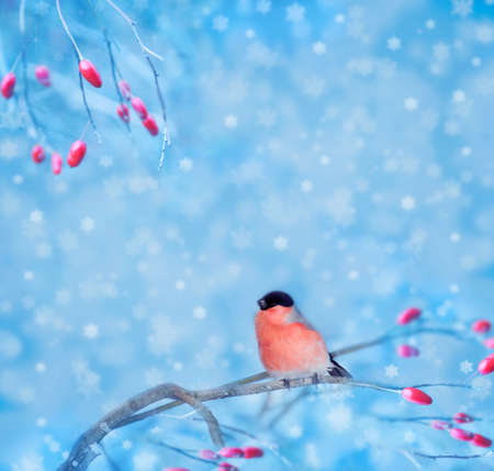 Bullfinch sitting on a branch with berries, blurred background. Christmas card with space for text.の写真素材