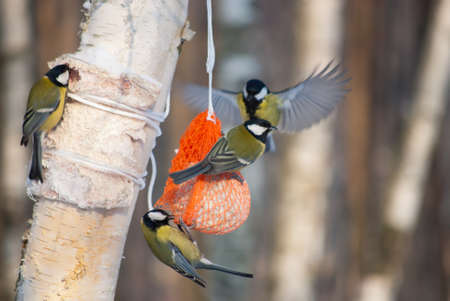 tit birds on a bird feeder in winter park の写真素材