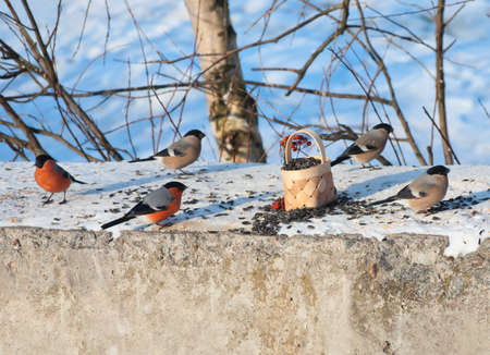 Birds in winter. Several bullfinches pecking seeds on the troughの写真素材
