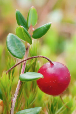 cranberries with leaves in moss in the swampの写真素材