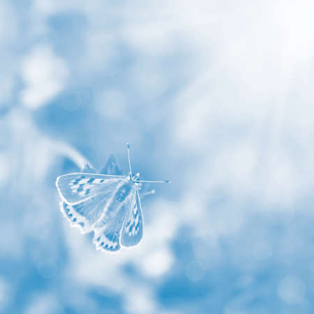 Butterfly Sunlight on blurred blue background  Symbol of fragility and tenderness の写真素材