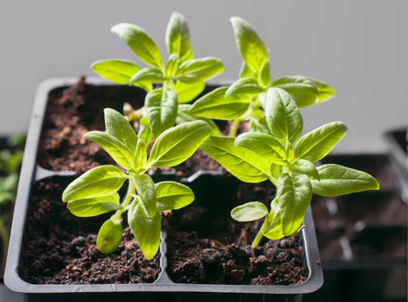 Young seedlings in germination tray, Closeup of seedling plantの写真素材