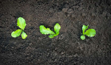 Close-up of green seedling growing out of soil の写真素材